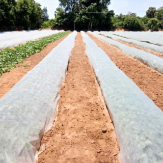 Crop Cover From Known You Seed (India)